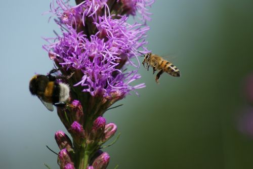 nature insect bee