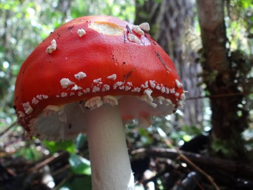 nature flora fungus