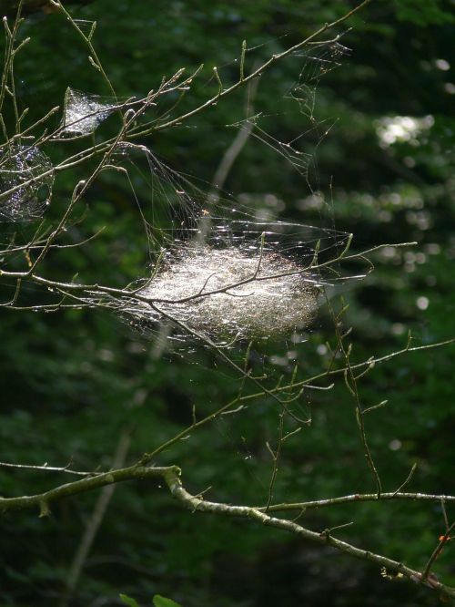 nature spider webs forest