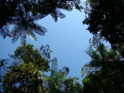 nature leaves forest