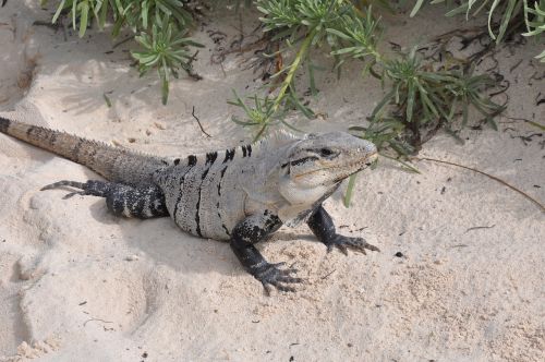 nature animals beach