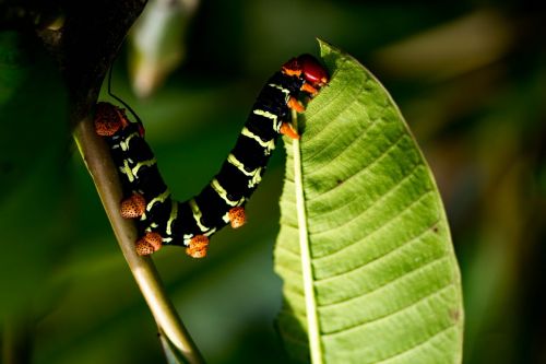 nature caterpillar voracious