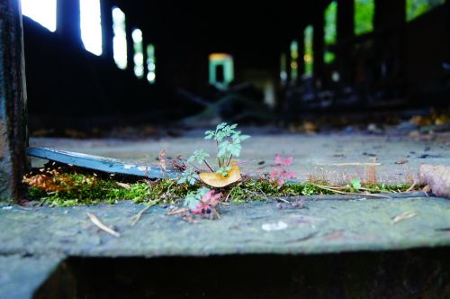 nature plant lonely