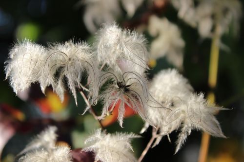 nature blossom bloom