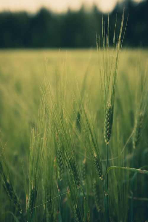 nature field grain