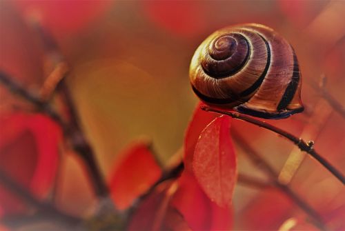 nature snail slow
