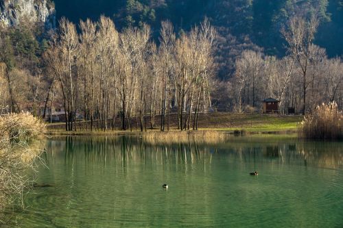 nature reed water