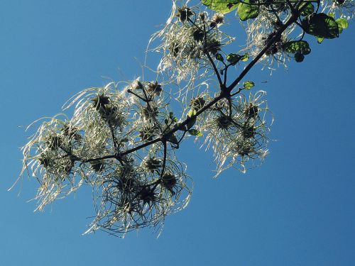 nature sky tree