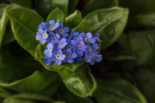 nature flowers romance