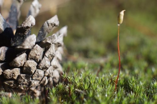 nature beauty pine cone