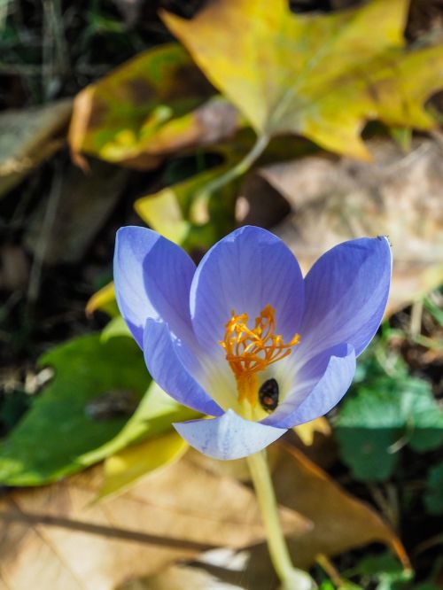 nature flower autumn