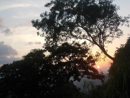 nature tree sunset