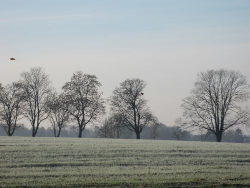 nature trees on feldrand winter
