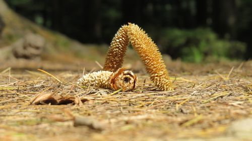 nature landscape grass