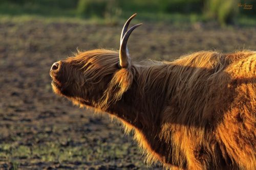 nature beef scottish highlander