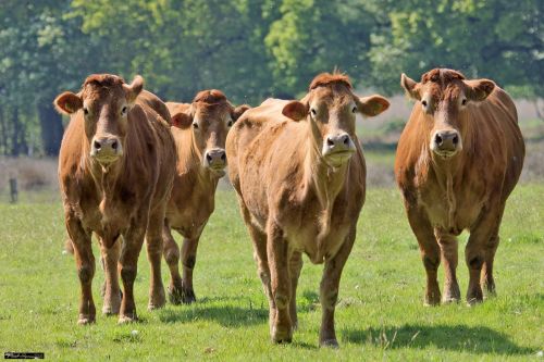 nature cows meadow