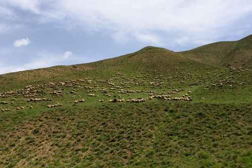 nature mountain herd