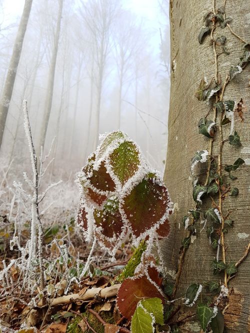 nature leaves green