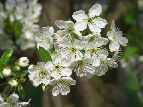 nature apple tree blossom blossom