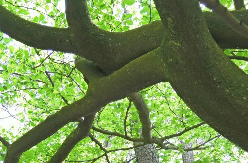 nature tree beech
