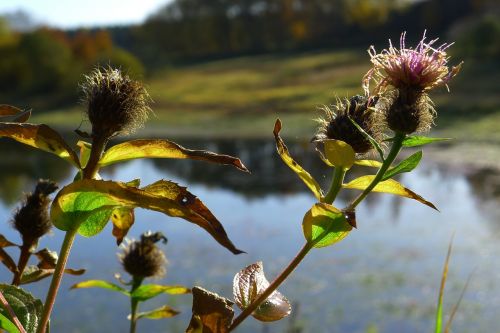 nature plant macro