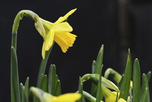 nature flower spring