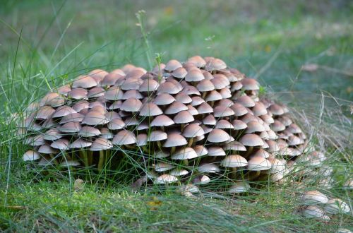 nature mushrooms forest