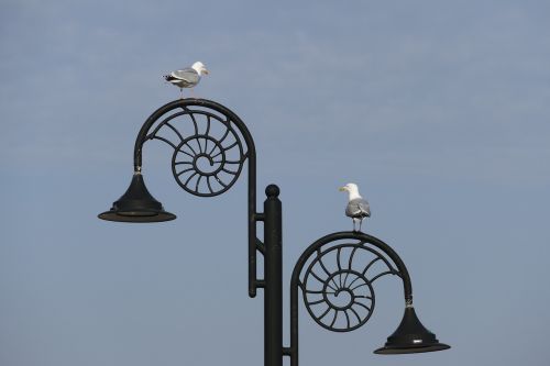 nature seagulls couple