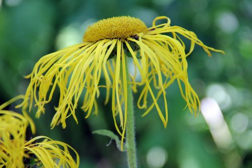 nature flower blossom