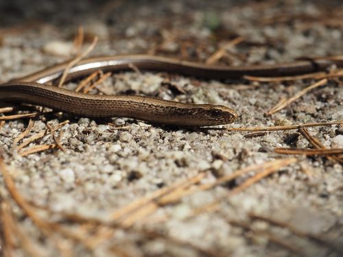 nature slow worm snake