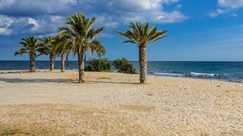 nature beach palm trees