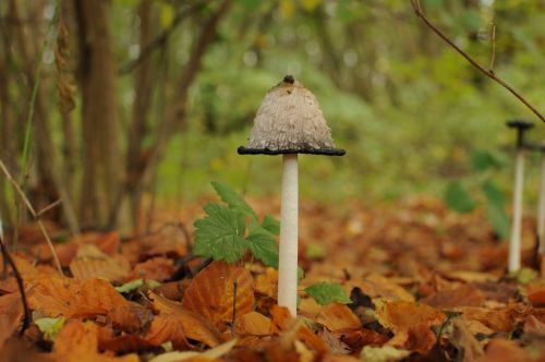 nature mushroom close