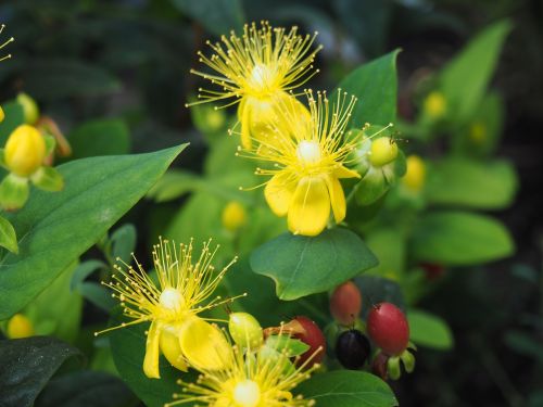 nature flower yellow flower