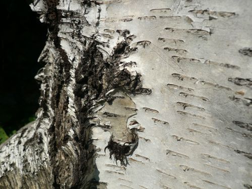 nature bark tree