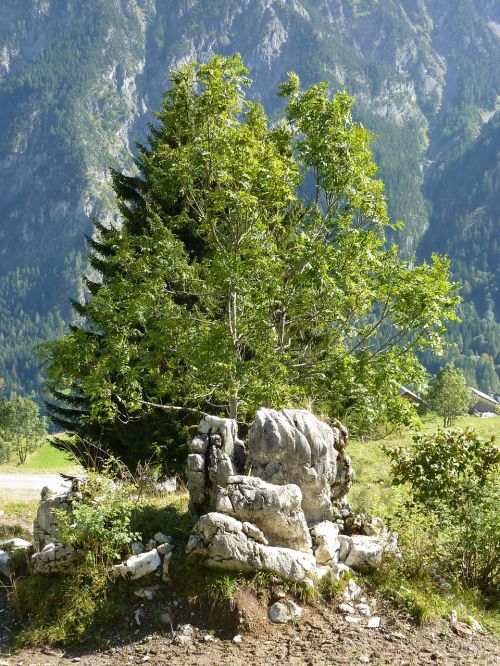 nature silent tree