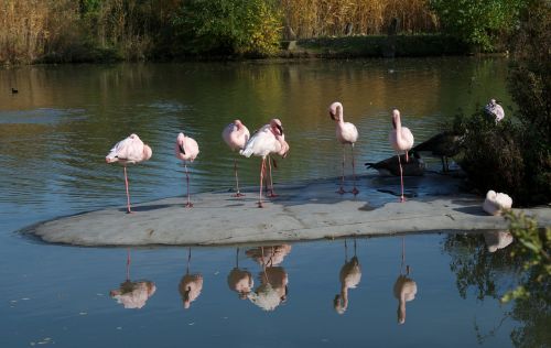 nature animals zoo