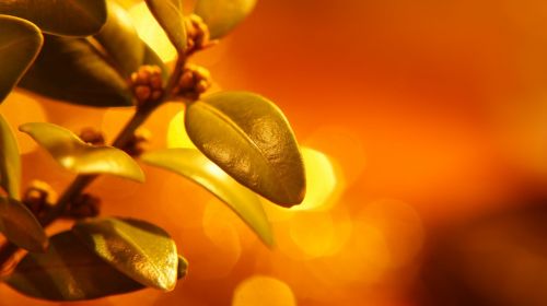 nature plant foliage