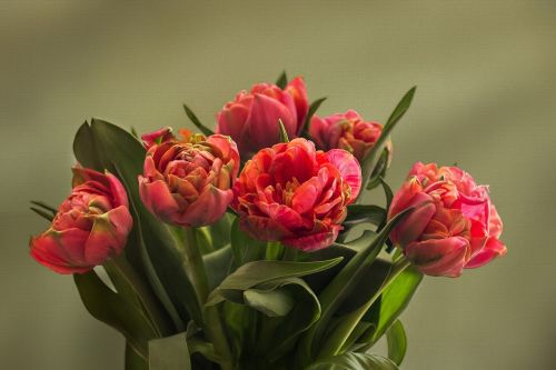 nature flowers tulip bouquet