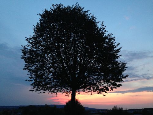 nature tree sunset