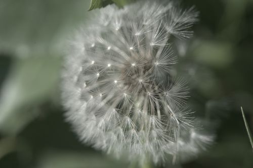 nature dandelion flower