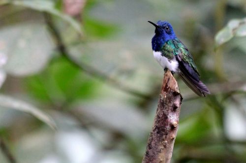 nature birds