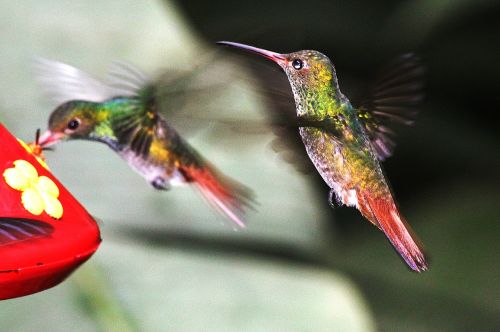 nature birds hummingbirds