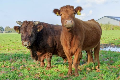 nature cow bull