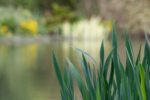 nature lake reeds
