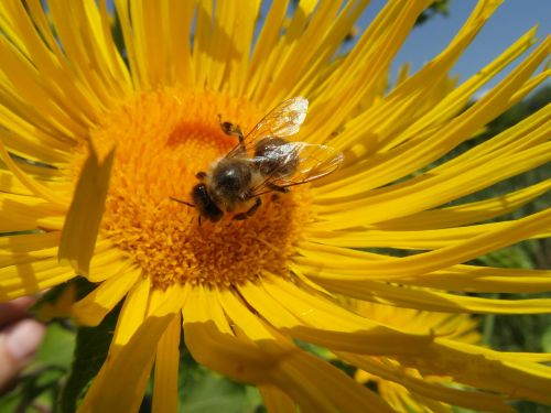 nature sunflower bee