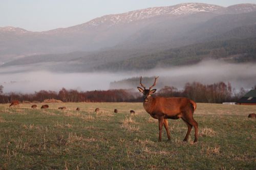 nature deer landscape