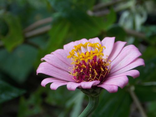 nature flowers macro