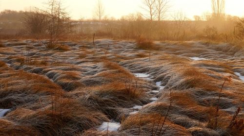 nature landscape field