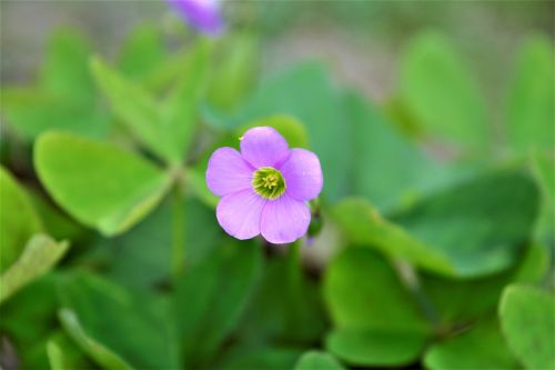 nature flower happy