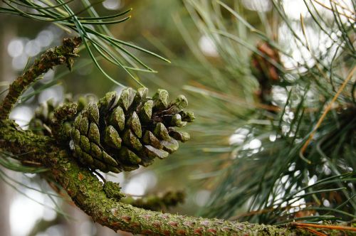 nature fir pine